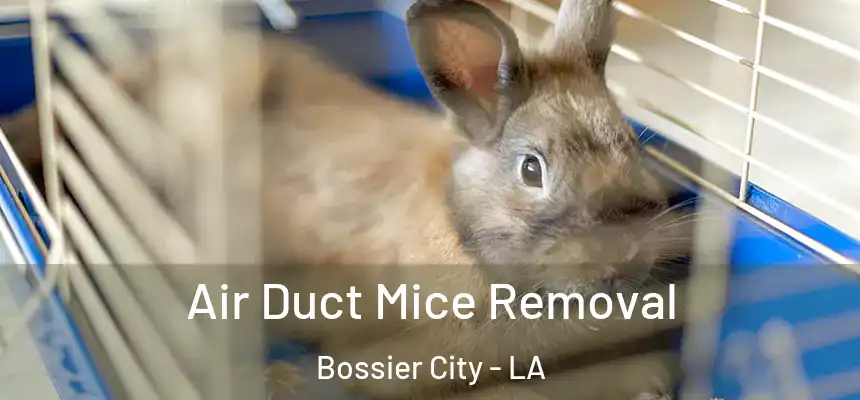  Air Duct Mice Removal Bossier City - LA